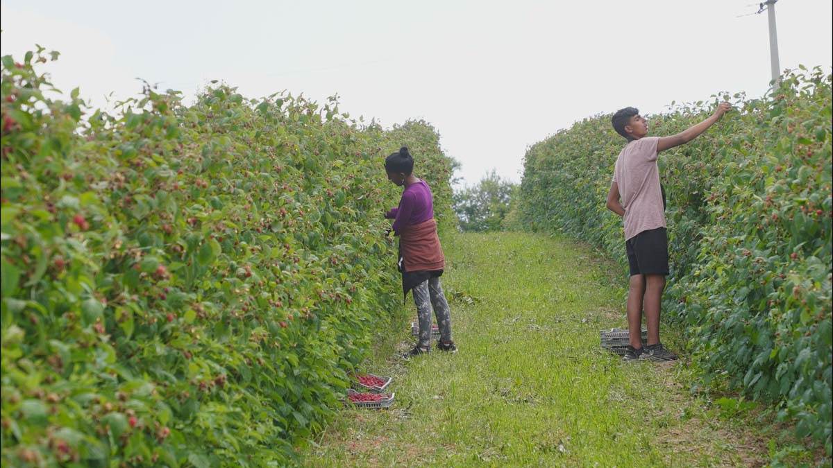 Berba malina u Dragačevu 2.jpg