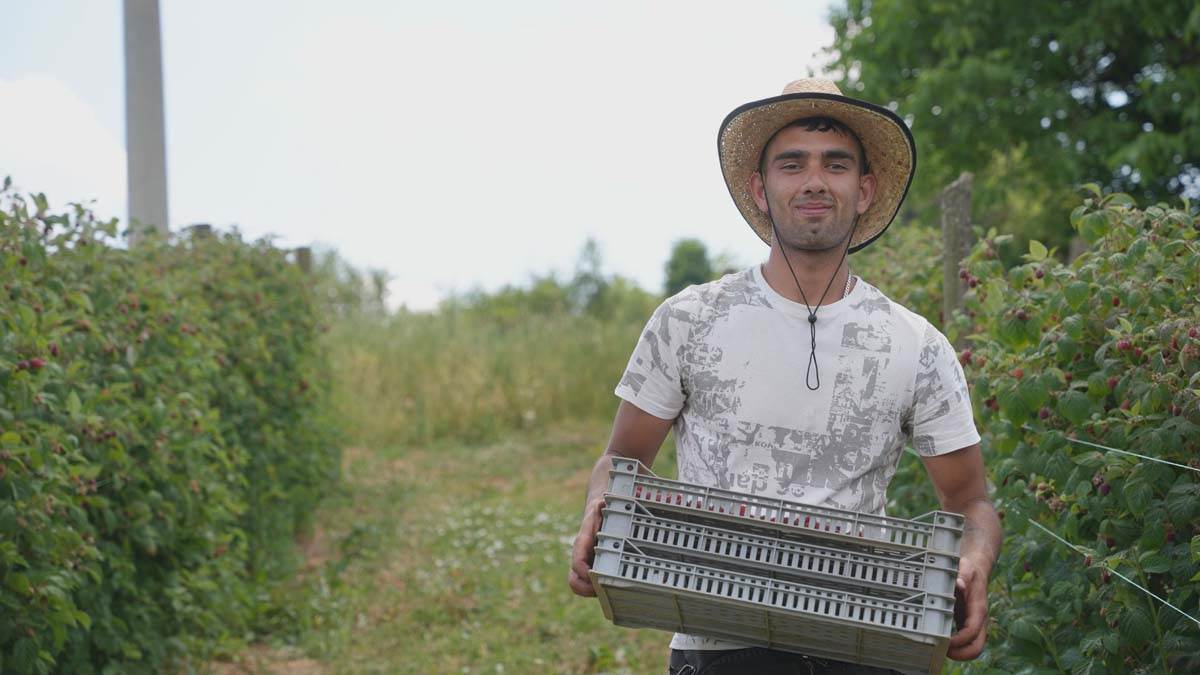 Berba malina u Dragačevu 4.jpg