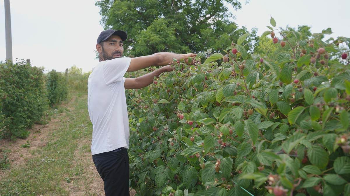 Berba malina u Dragačevu 6.jpg