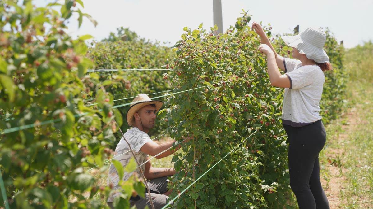 Berba malina u Dragačevu 7.jpg