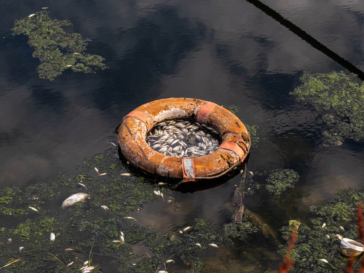 pomor_ribe_ada_ciganlija_stefan_stojanović- (18).jpg