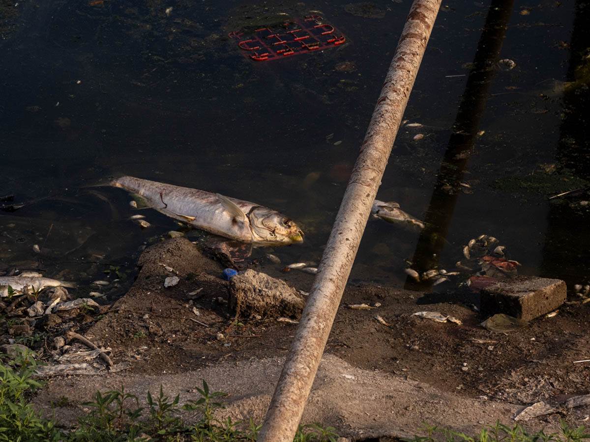 pomor_ribe_ada_ciganlija_stefan_stojanović- (17).jpg