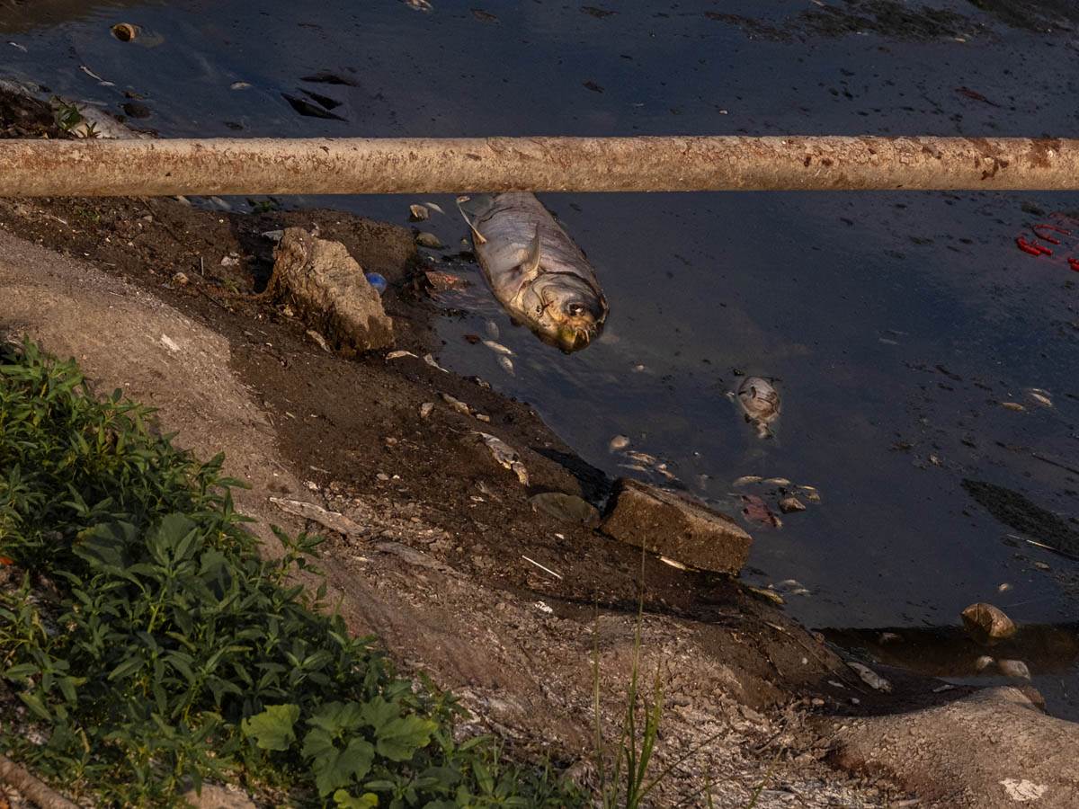 pomor_ribe_ada_ciganlija_stefan_stojanović- (16).jpg