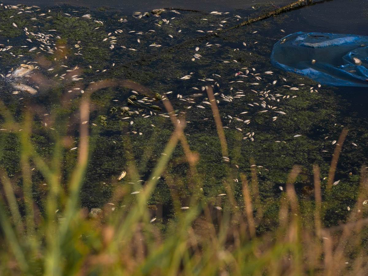 pomor_ribe_ada_ciganlija_stefan_stojanović- (15).jpg