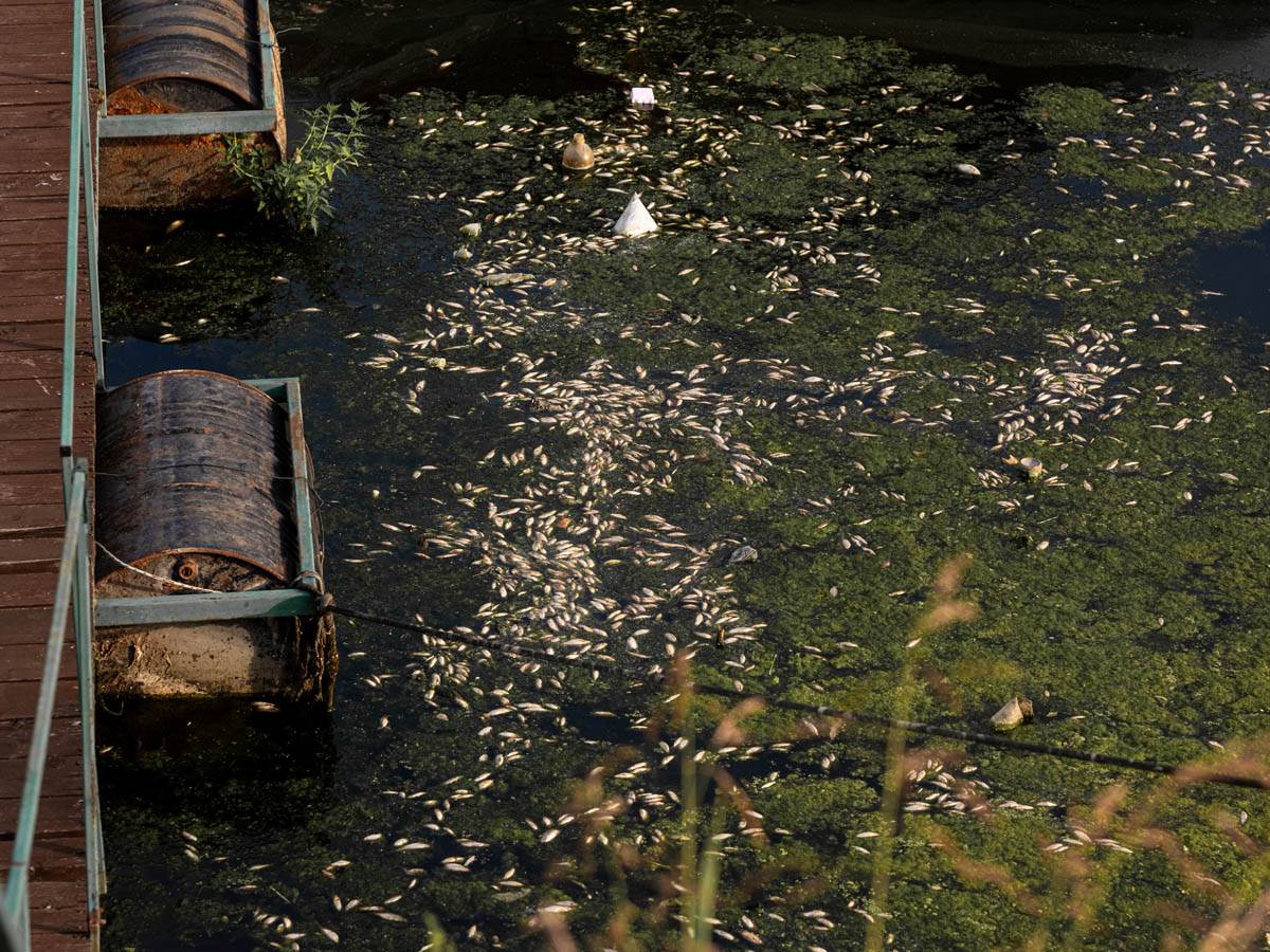 pomor_ribe_ada_ciganlija_stefan_stojanović- (14).jpg