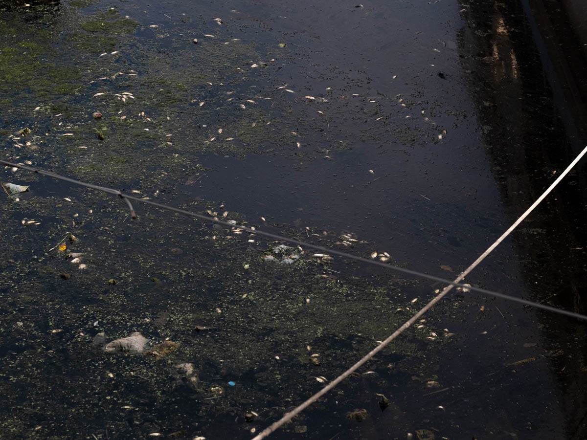 pomor_ribe_ada_ciganlija_stefan_stojanović- (12).jpg