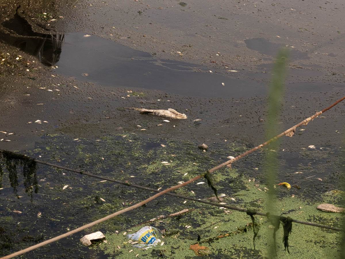 pomor_ribe_ada_ciganlija_stefan_stojanović- (11).jpg