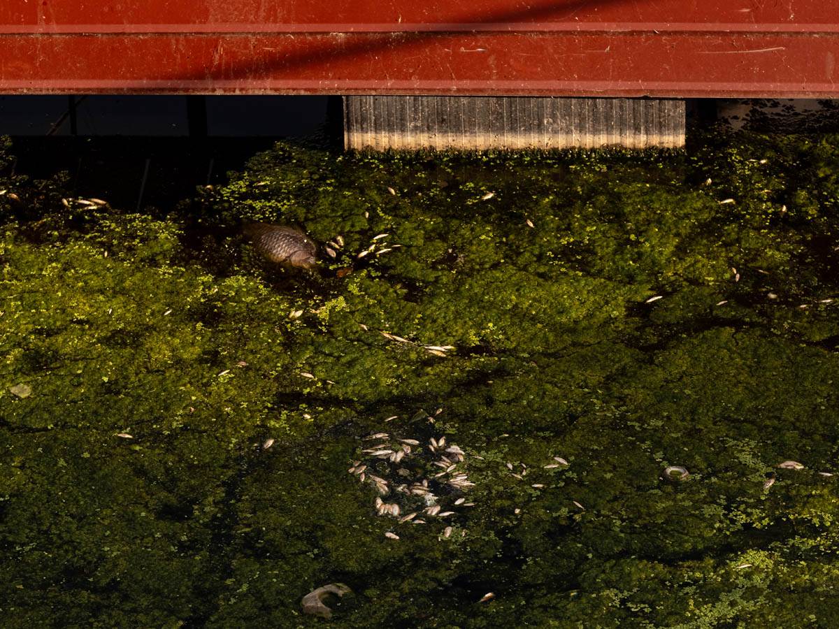 pomor_ribe_ada_ciganlija_stefan_stojanović- (10).jpg