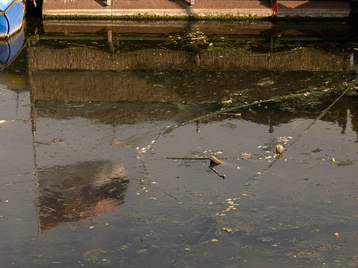 pomor_ribe_ada_ciganlija_stefan_stojanović- (9).jpg