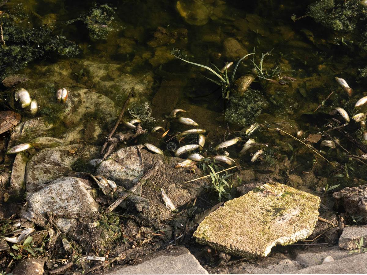 pomor_ribe_ada_ciganlija_stefan_stojanović- (7).jpg