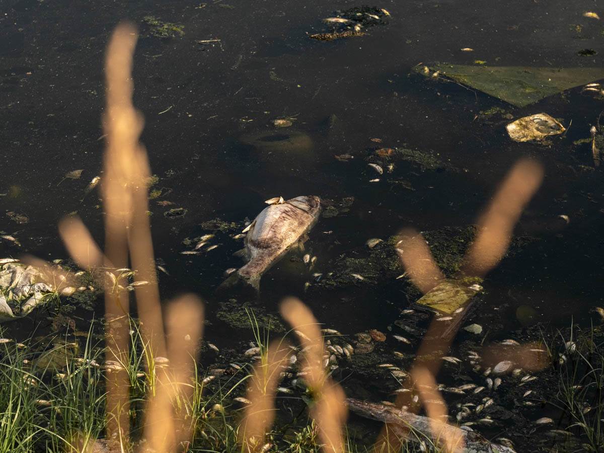 pomor_ribe_ada_ciganlija_stefan_stojanović- (5).jpg