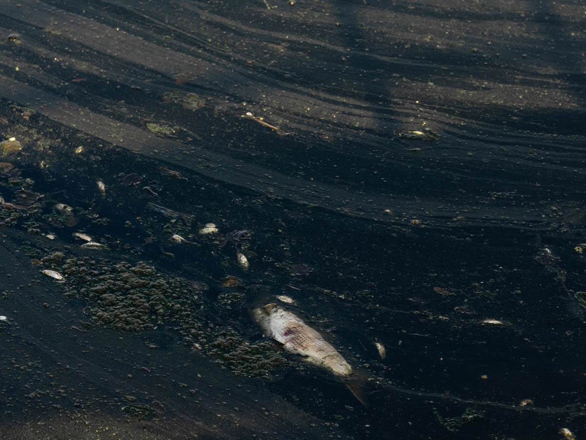 pomor_ribe_ada_ciganlija_stefan_stojanović- (4).jpg