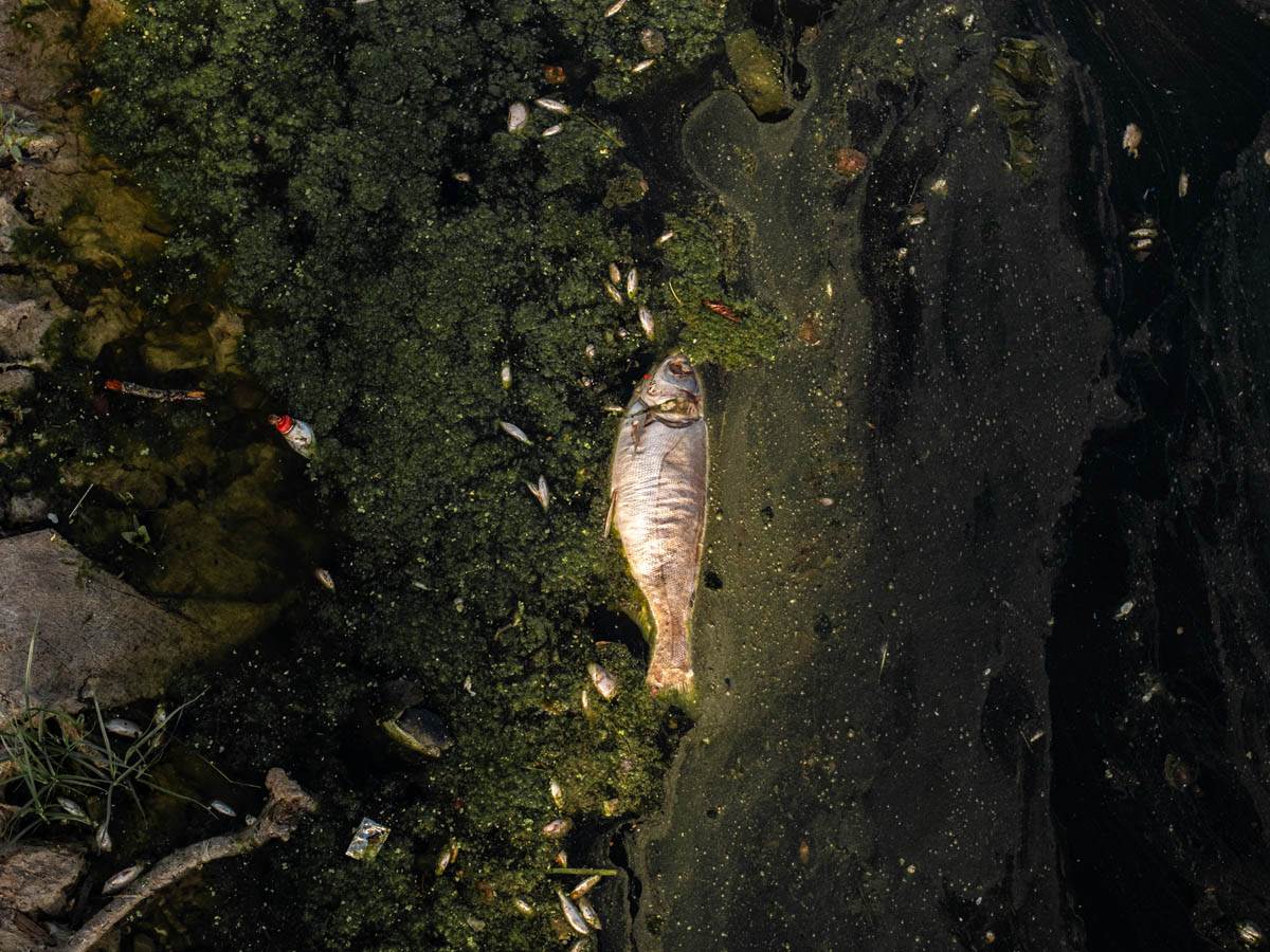 pomor_ribe_ada_ciganlija_stefan_stojanović- (3).jpg