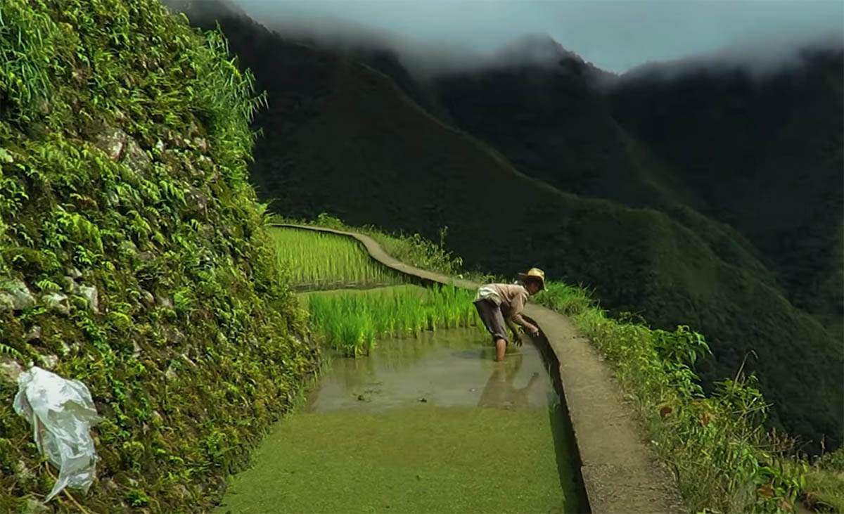 Pirinčane terase na Filipinima (4).jpg