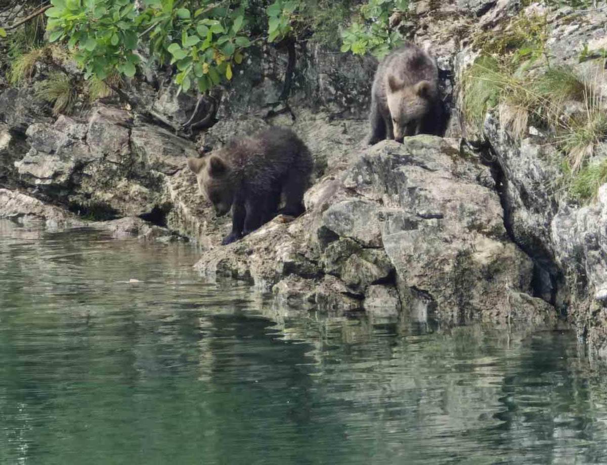 Mečka sa tri mečeta na jezeru Zaovine (3).jpg