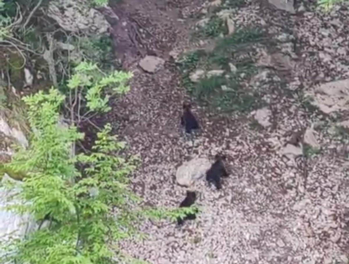 Mečka sa tri mečeta na jezeru Zaovine (5).jpg