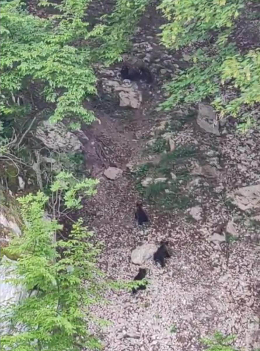 Mečka sa tri mečeta na jezeru Zaovine (6).jpg