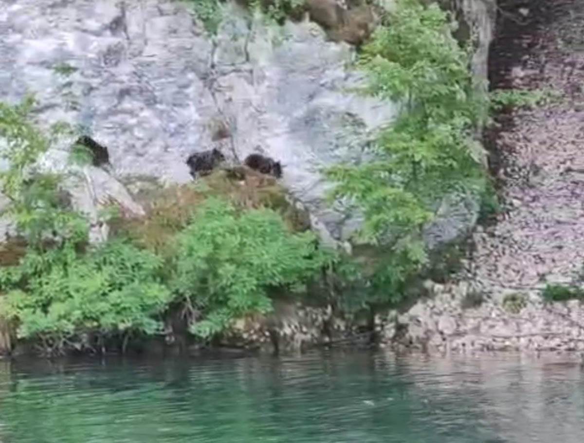 Mečka sa tri mečeta na jezeru Zaovine (1).jpg