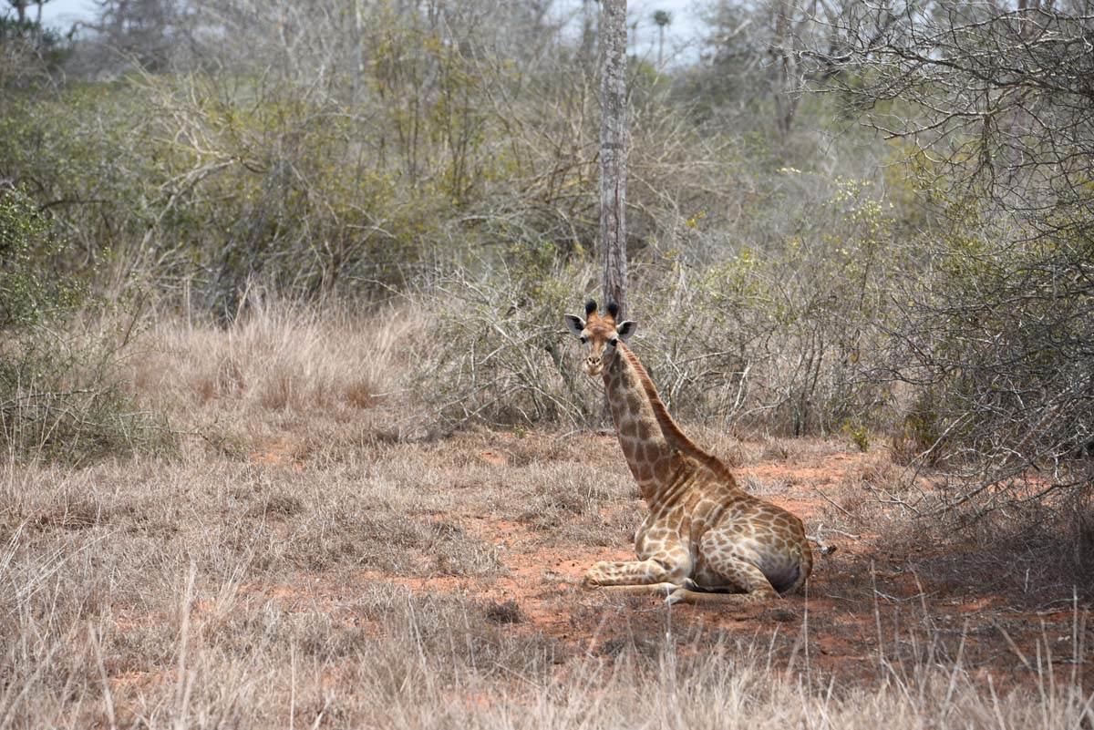 quicama national part 1.jpg