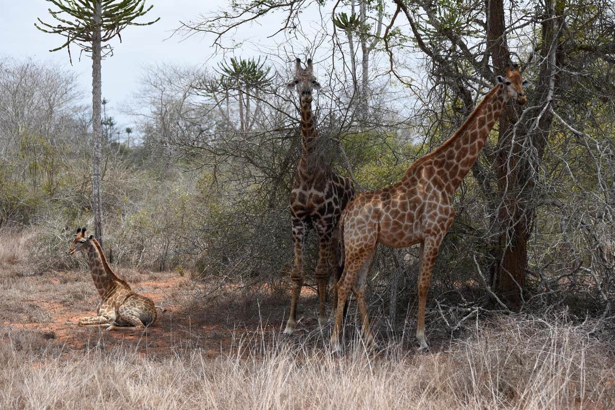 quicama national part 2.jpg