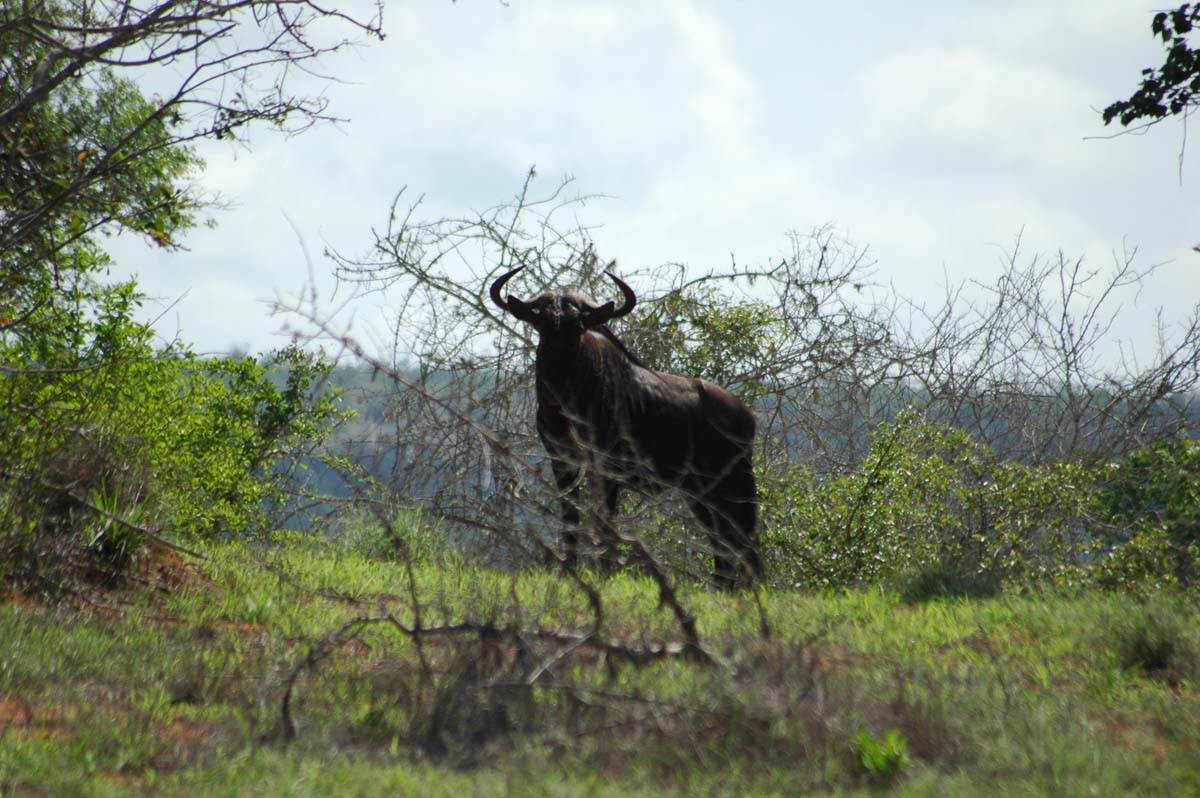 quicama national part 4.jpg