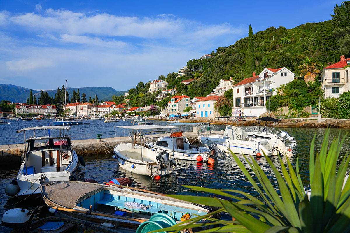 Rose, Luštica (4).jpg