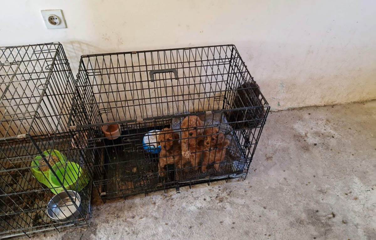 Neovlasceno bavljenje odredjenom delatnoscu (3).jpg