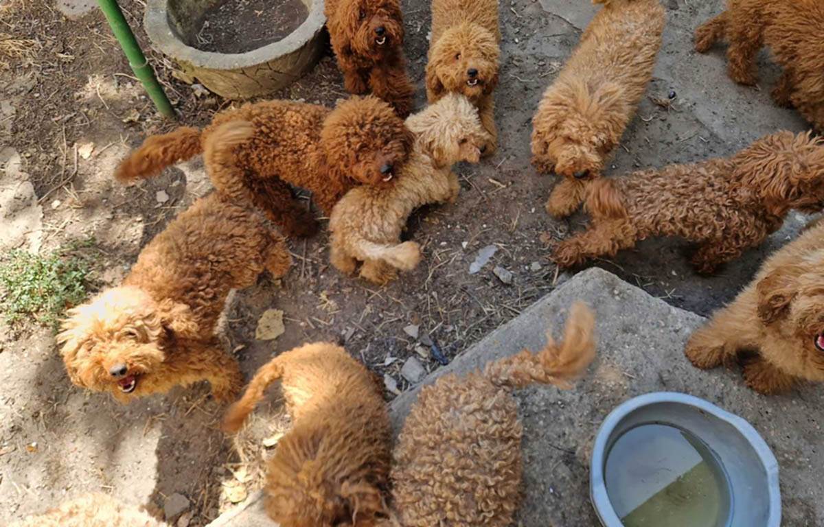 Neovlasceno bavljenje odredjenom delatnoscu (1).jpg