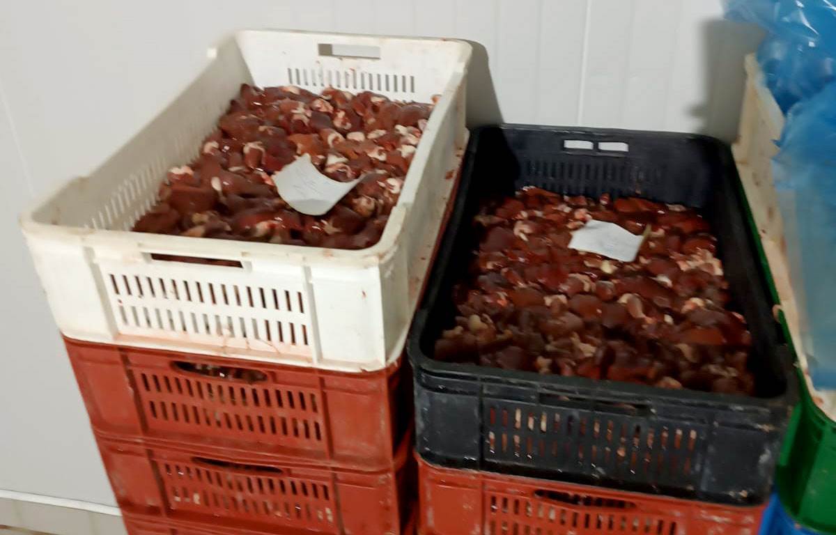 zaplena mesa zaraženog bakterijom (3).jpg