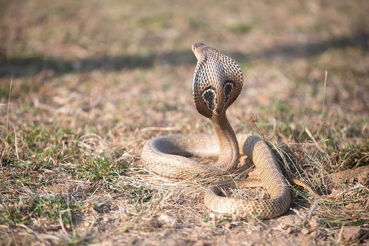 Indijska kobra.jpg