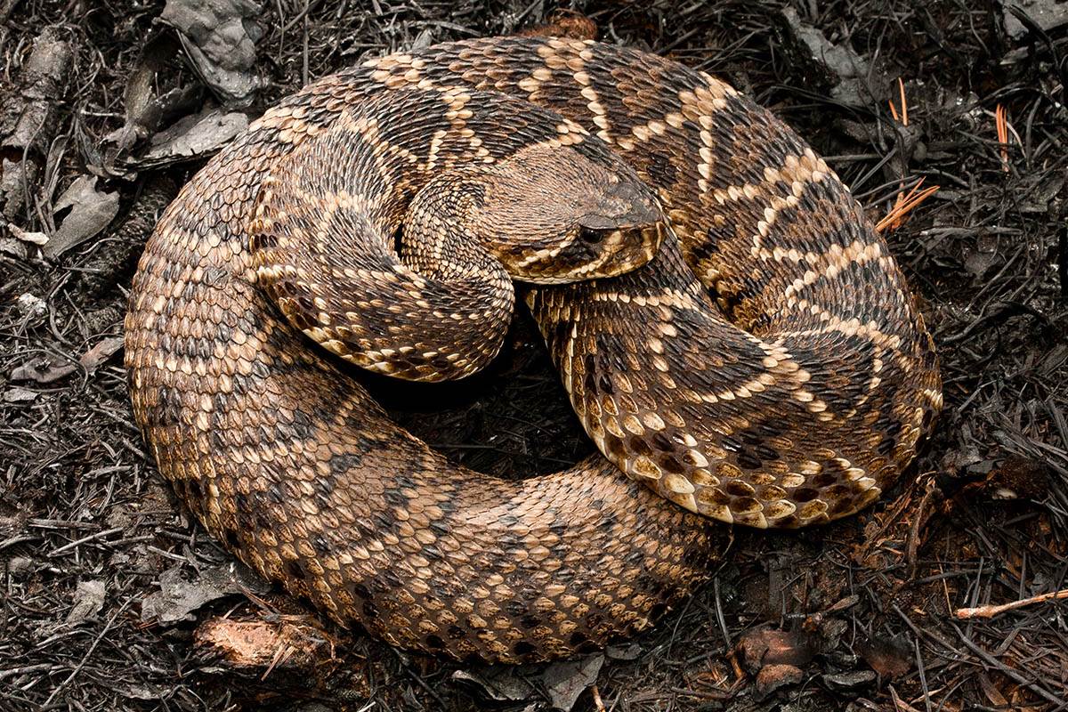 istočna dijamantska zvečarka.jpg