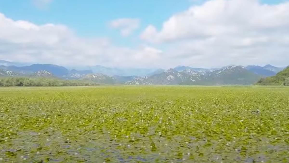 Screenshot 2025-08-11 150036.jpg