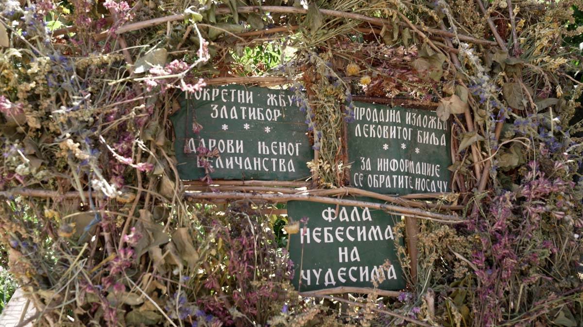 Borivoje je Pokretni žbun i čevi travar sa Zlatibora 4.jpg