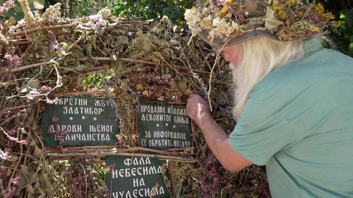 Borivoje je Pokretni žbun i čevi travar sa Zlatibora 5.jpg