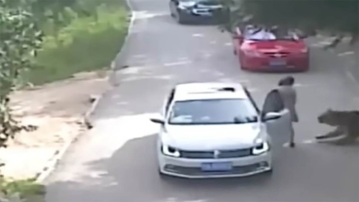 Tigar zgrabio ženu u safari parku (3).jpg