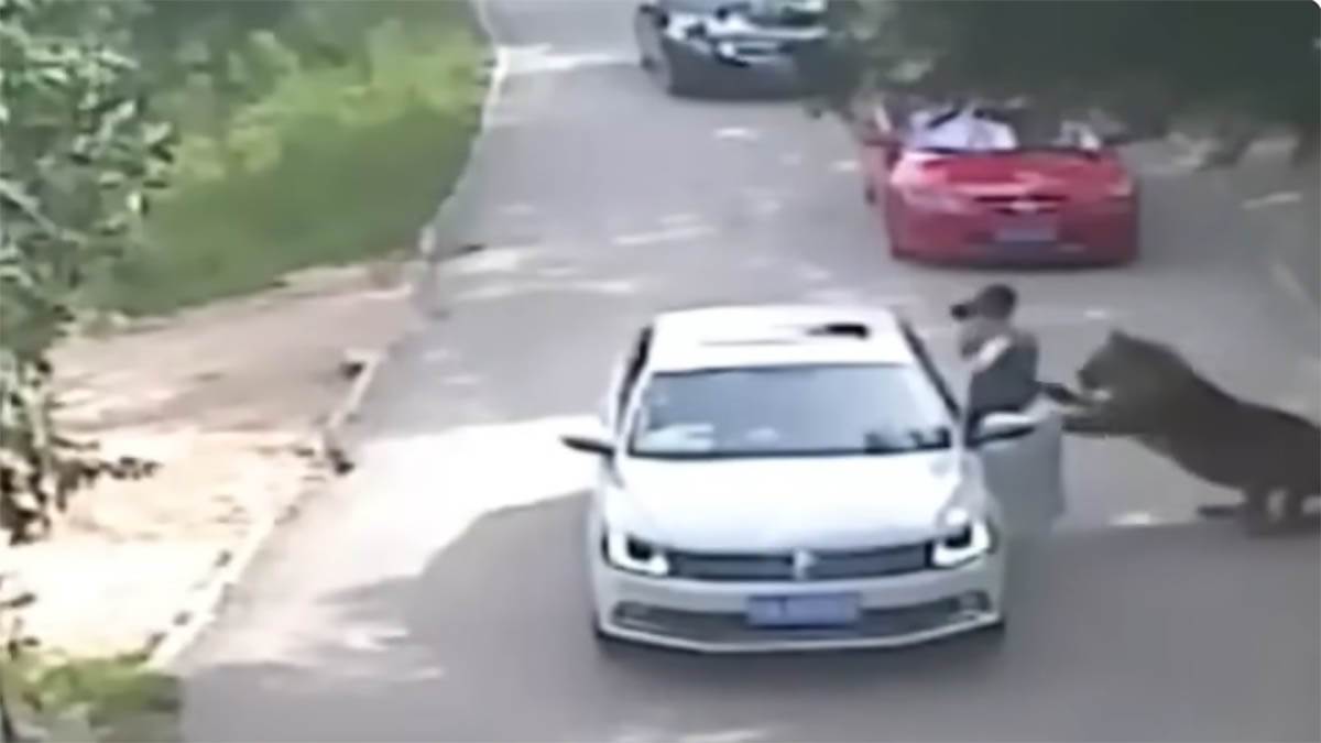 Tigar zgrabio ženu u safari parku (4).jpg