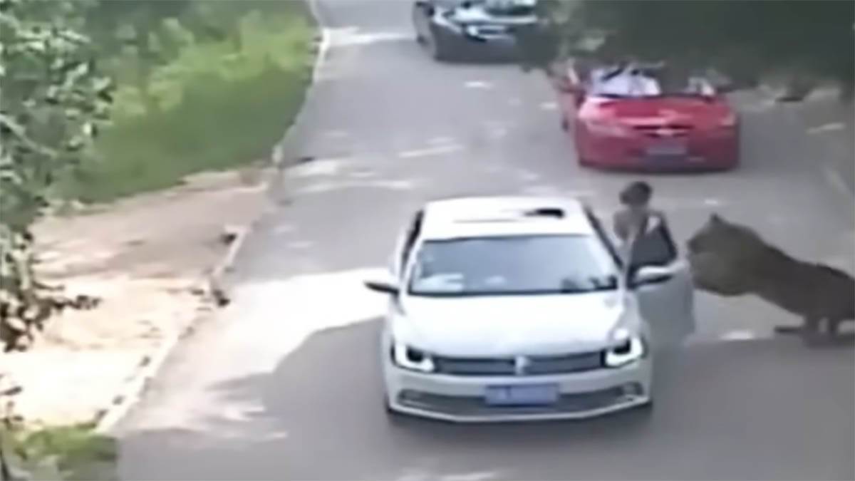 Tigar zgrabio ženu u safari parku (1).jpg