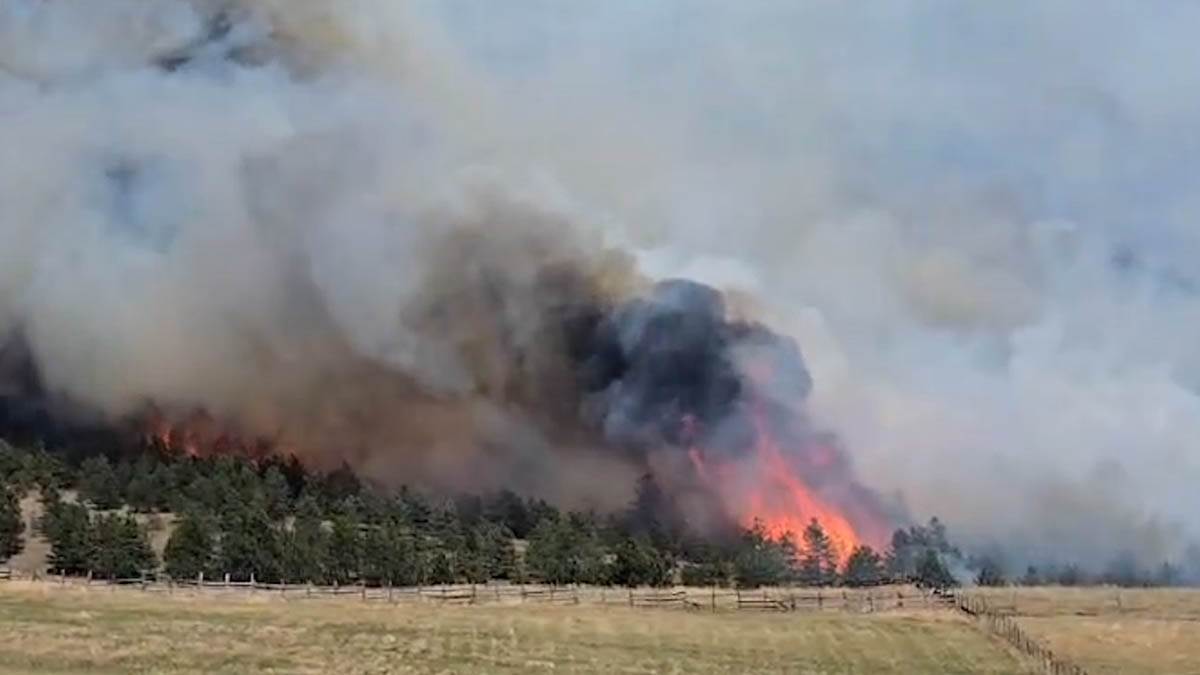 Gori šest hektara borove šume (1).jpg