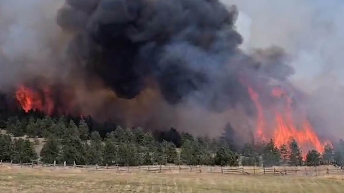Gori šest hektara borove šume (2).jpg