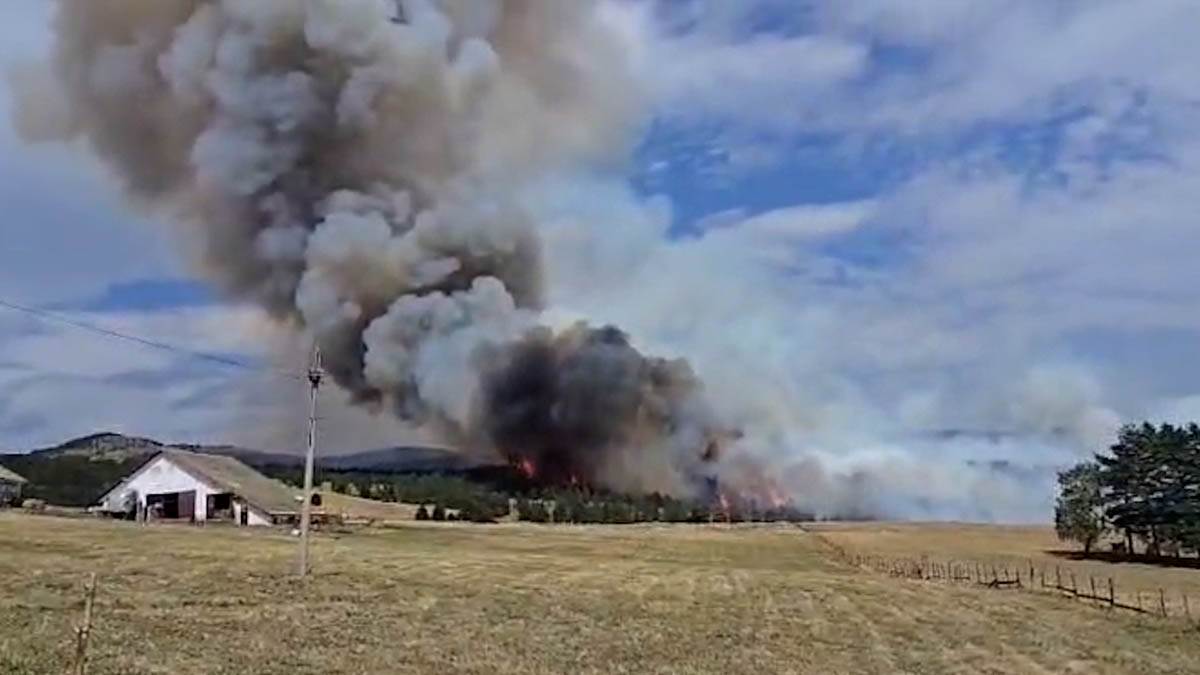 Gori šest hektara borove šume (3).jpg