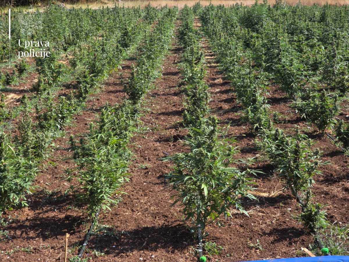 Najveća plantaža marihuane u Crnoj Gori  (1).jpg