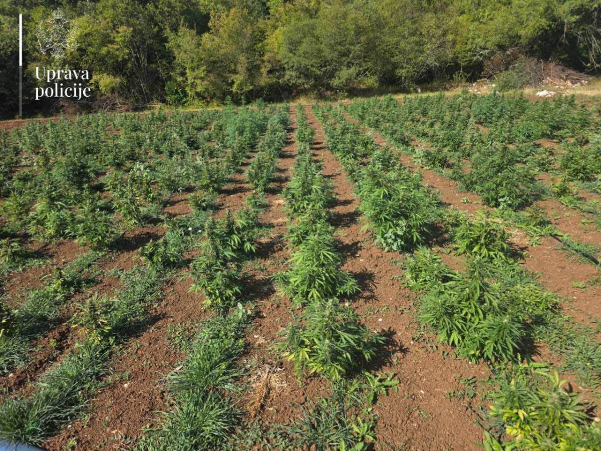 Najveća plantaža marihuane u Crnoj Gori  (4).jpg