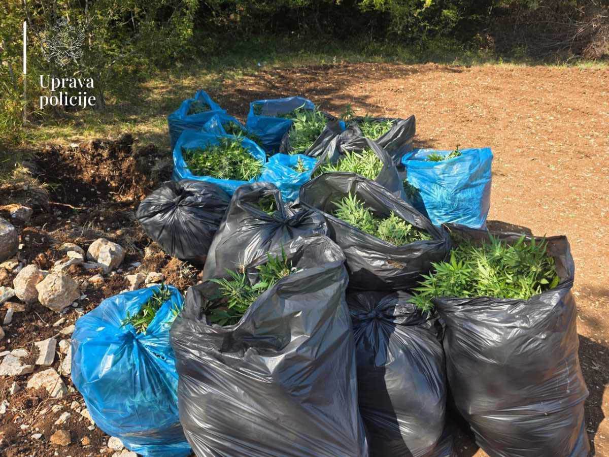 Najveća plantaža marihuane u Crnoj Gori  (5).jpg