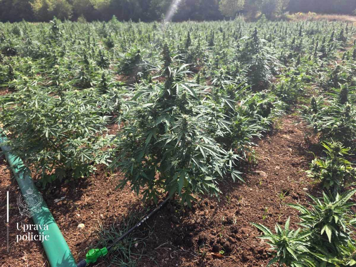 Najveća plantaža marihuane u Crnoj Gori  (6).jpg