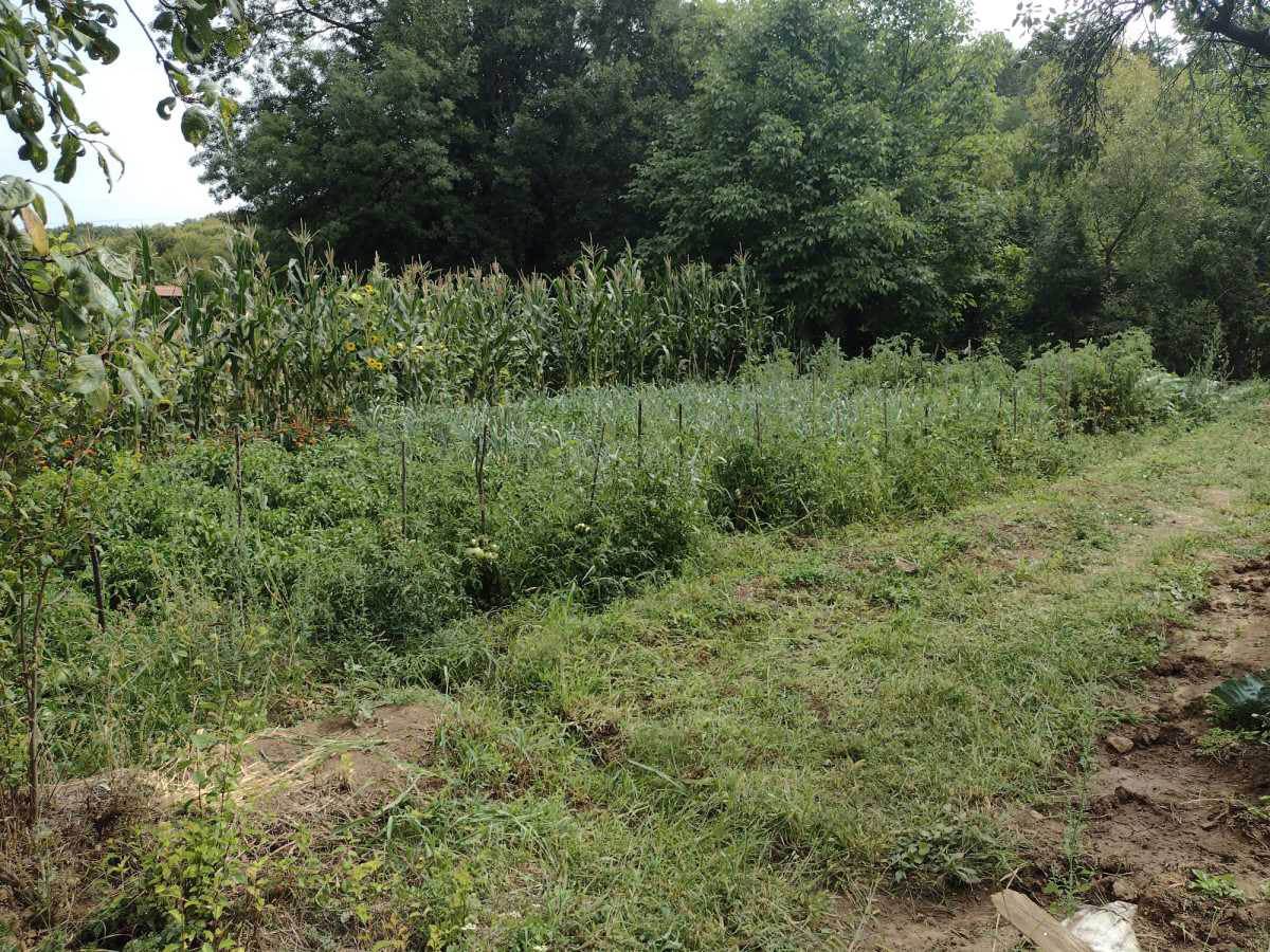 Ubistvo kod Svrljiga (4).jpg