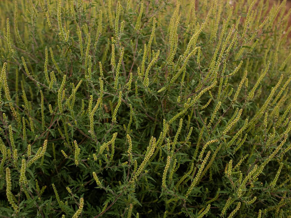 ambrozija_polen_stefan_stojanović_ (1).jpg