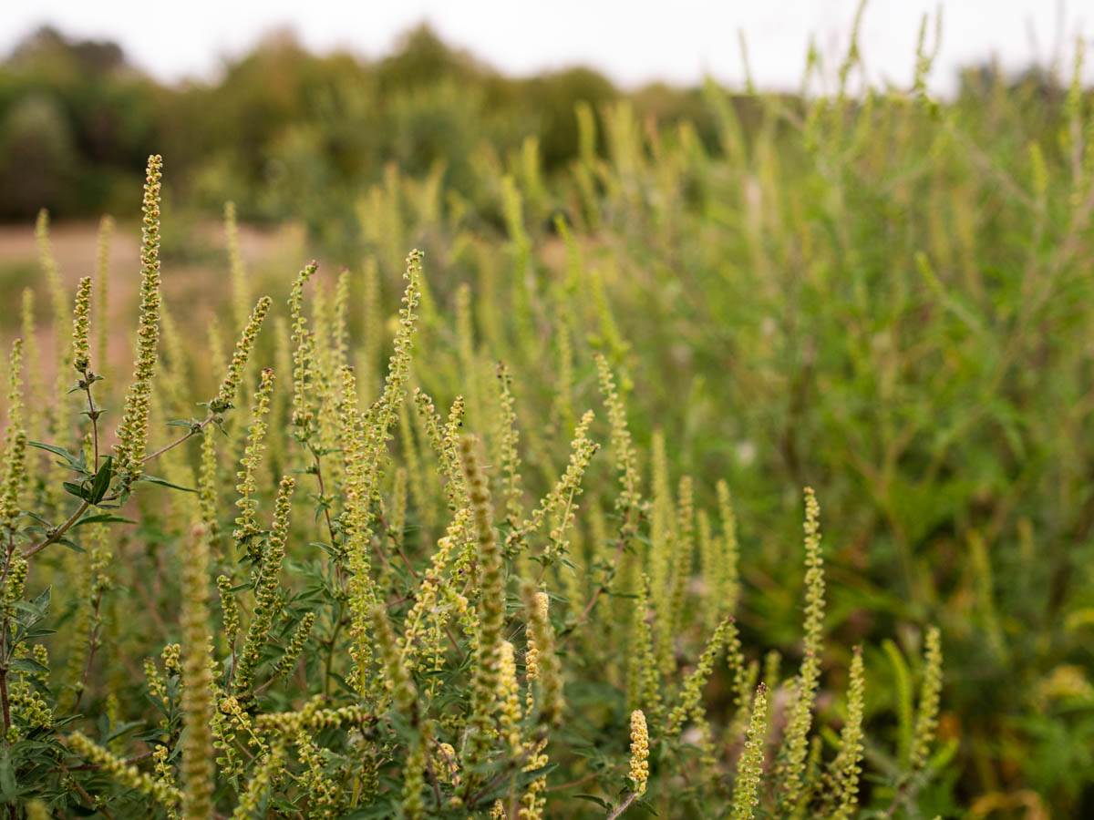 ambrozija_polen_stefan_stojanović_ (3).jpg
