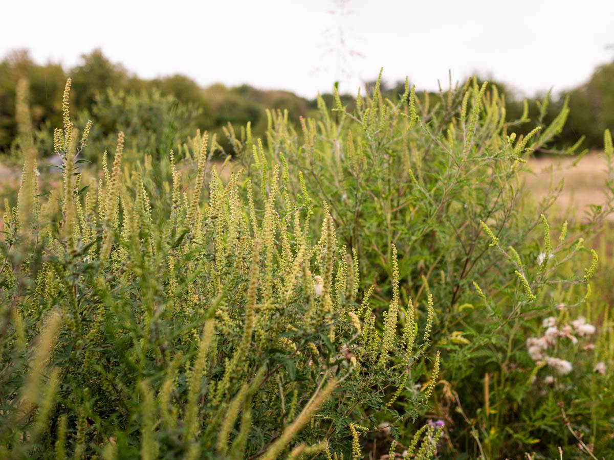 ambrozija_polen_stefan_stojanović_ (5).jpg