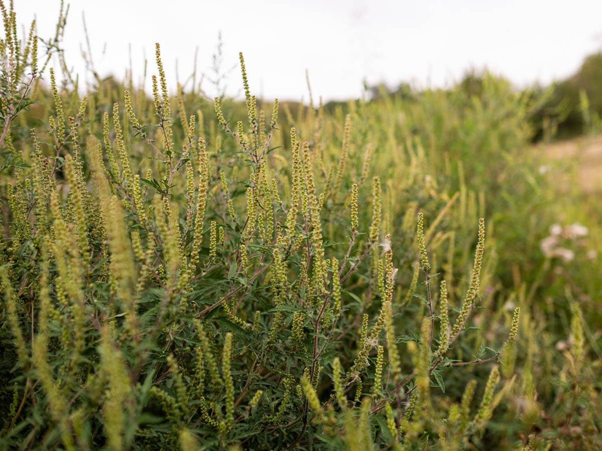 ambrozija_polen_stefan_stojanović_ (7).jpg