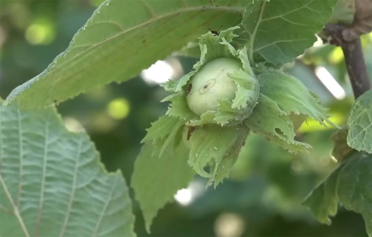 Zoranovi zasadi lešnika u Ivanjici (2).jpg